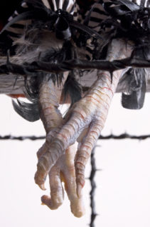 close up of taxidermied bird feet art doll in cage